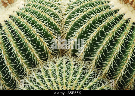 Muster der Cactus Dornen hautnah Stockfoto