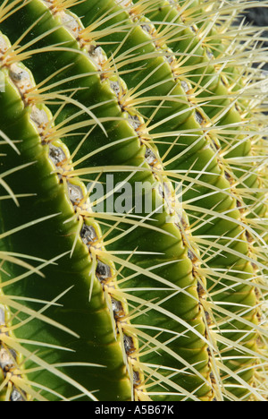 Muster der Cactus Dornen hautnah Stockfoto