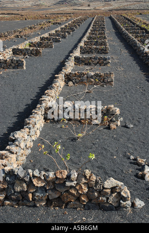 Schwarzen Vulkanerde, geschützt vor Wind-Erosion durch Trockenmauern auf Lanzarote Insel Stockfoto