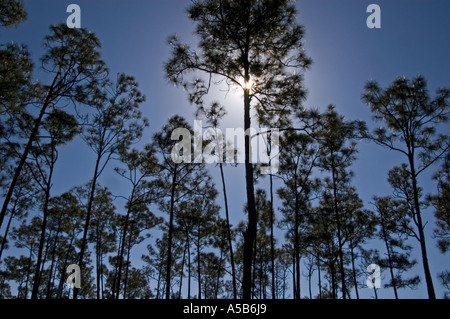 Kiefer Flatwoods Wald, Longleaf pines Schrägstrich Kiefern am Long Pine Key, mit der Einstellung, Mond, Everglades National Park, Florida Stockfoto