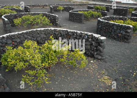 Schwarzen Vulkanerde, geschützt vor Wind-Erosion durch Trockenmauern auf Lanzarote Insel Stockfoto