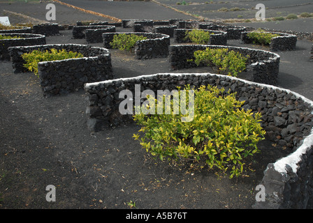 Schwarzen Vulkanerde, geschützt vor Wind-Erosion durch Trockenmauern auf Lanzarote Insel Stockfoto