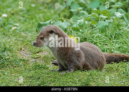 Andere ruht am Flussufer Stockfoto