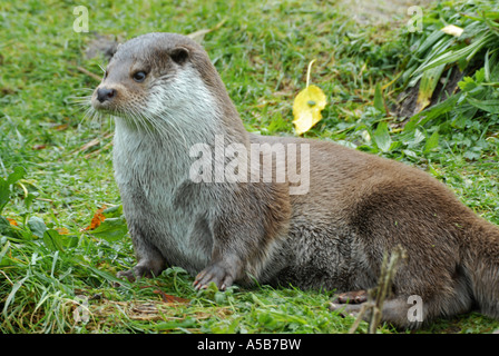 Andere ruht am Flussufer Stockfoto