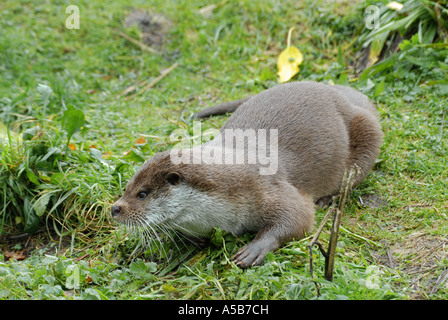 Andere ruht am Flussufer Stockfoto