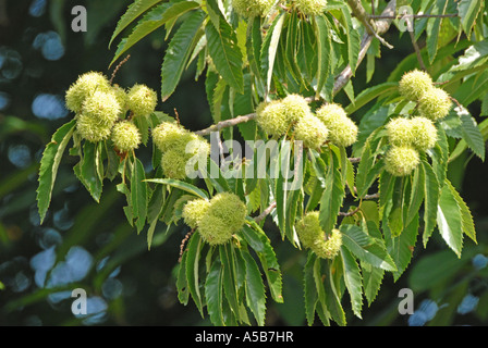 Süße Kastanien Reifen am Baum Stockfoto