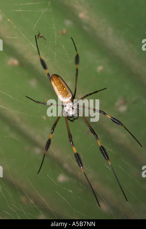 Golden Orb Spinne Nephila sp Stockfoto