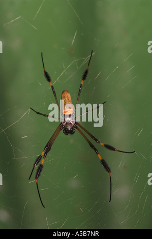 Golden Orb Spinne Nephila sp Stockfoto