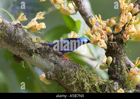 Roten Beinen Honig Schlingpflanze Cyanerpes Cyaneus männlichen Stockfoto