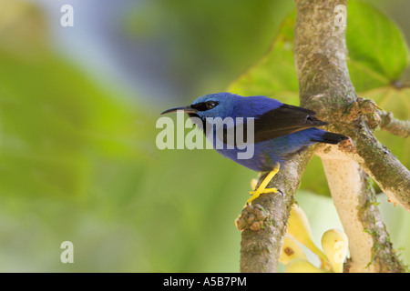 Leuchtende Honig Schlingpflanze Cyanerpes Lucidus männlichen Stockfoto