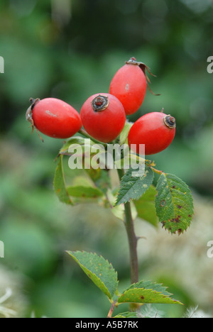 Hagebutten ernten eine natürliche Stockfoto
