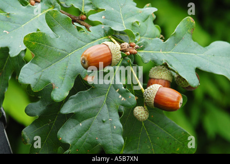 Eicheln auf Baum mit grünen Blättern Stockfoto