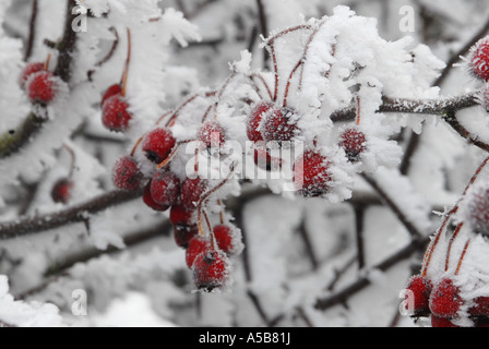 Hawthorne Beeren in dicken frost Stockfoto