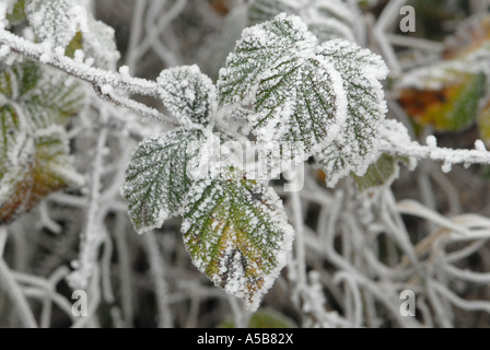 Frost bedeckt Bramble Blätter Stockfoto