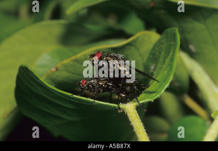 Fleisch-fliegen Paarung (Sarcophaga Carnaria) im Vereinigten Königreich Stockfoto