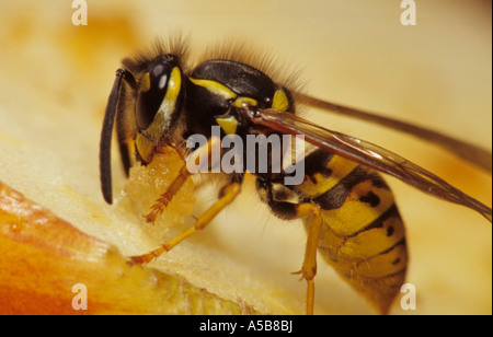 Gemeinsamen Wespe (Vespula Vulgaris) im Vereinigten Königreich Stockfoto