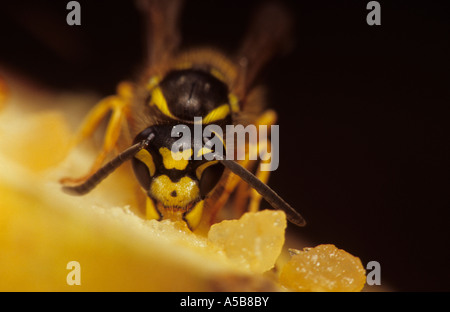 Gemeinsamen Wespe (Vespula Vulgaris) im Vereinigten Königreich Stockfoto