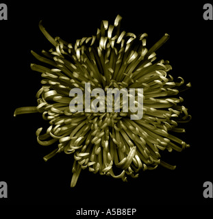 Gescannte Blumen auf schwarz. Stockfoto