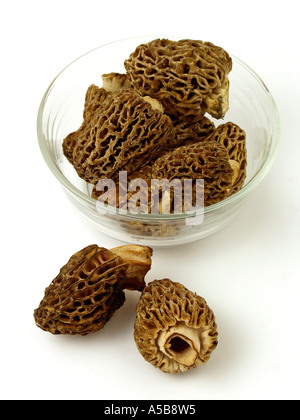 Morcheln Morchella sp. Stockfoto