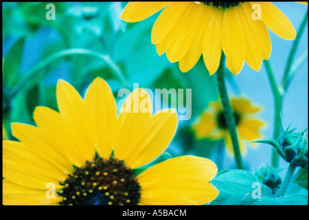 Nahaufnahme Detail der gelben Blütenblätter. Stockfoto