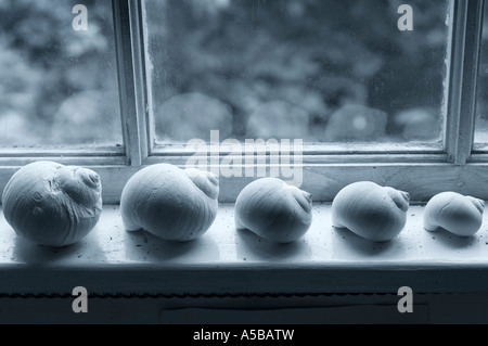 Fünf Muscheln auf dem Fensterbrett. Stockfoto