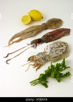 Tintenfische, Kalmare und Sepien Stockfoto