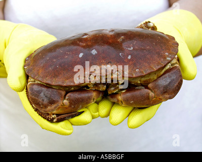 Krabbe Cancer pagurus Stockfoto