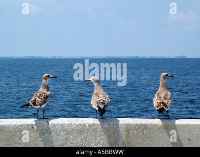 Drei Möwen auf Geländer sitzen. Stockfoto