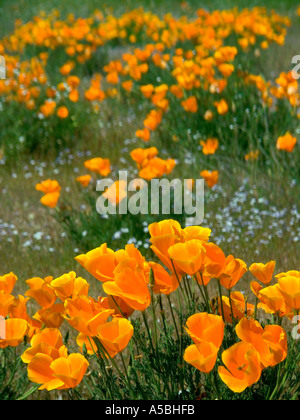 Helles gold Blüten der kalifornische Mohn Eschscholzia Californica in Nordkalifornien Stockfoto