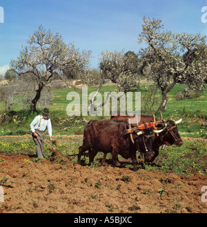 Portugal, Algarve, Landwirt Pflügen mit Ochsen in der traditionellen Weise, in der Nähe von Lagos Stockfoto