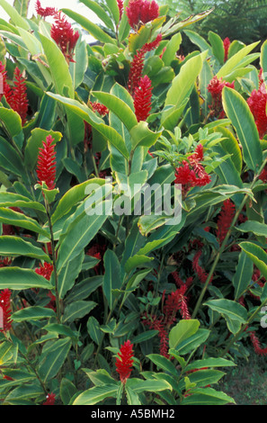 Rote Lampe Ingwer Blumen Kauai Hawaii Stockfoto