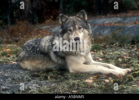 Grauer Wolf, Canis Lupus Erwachsenen Timberwolf in Nordontario Lebensraum (Captive) Stockfoto