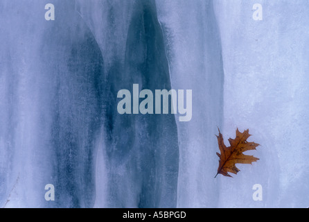 Eichenblatt gefangen in Wand des schmelzenden Eises im Spätwinter größere Sudbury, Ontario Stockfoto