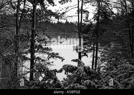 See gesehen Trog Bäume im Winterwald Stockfoto