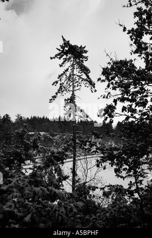 Winterwald Stockfoto