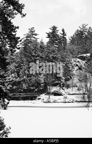 Winterwald Stockfoto