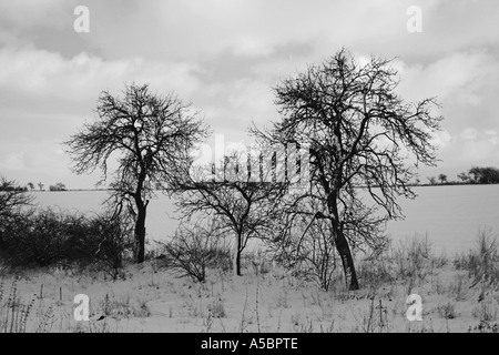 Drei einsame Bäume im Feld Stockfoto