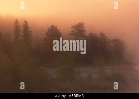 Kiefern und Birken mit Dämmerlicht auf Nebel am Rand des Feuchtgebiet Greater Sudbury, Ontario, Kanada Stockfoto