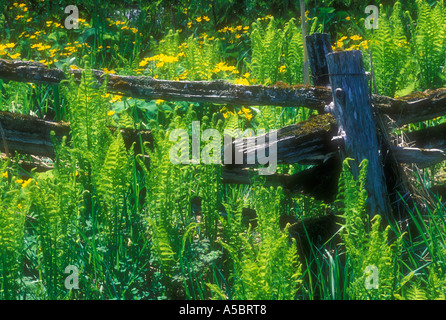 Sumpfdotterblumen Farne und alten Zeder Split Rail Zaun Manitoulin Is. Ontario Stockfoto