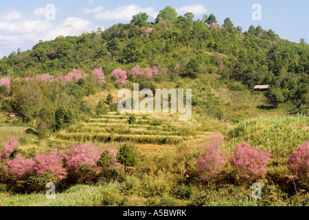 Zuckerrohrfelder und Pink Cherry Blossom Bäume in der Nähe von Xiding Xishuangbanna China Stockfoto