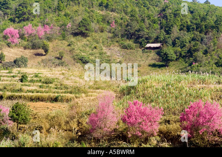 Zuckerrohrfelder und Pink Cherry Blossom Bäume in der Nähe von Xiding Xishuangbanna China Stockfoto