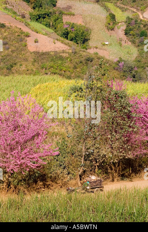 Zuckerrohrfelder und Pink Cherry Blossom Bäume in der Nähe von Xiding Xishuangbanna China Stockfoto