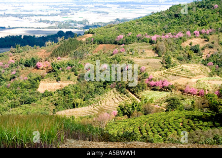 Zuckerrohr und Tee-Feldern in der Nähe Xiding Xishuangbanna China Stockfoto