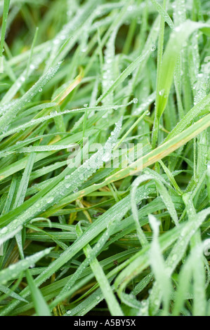 Nahaufnahme von Wassertropfen auf Rasen © Mark Shenley Stockfoto