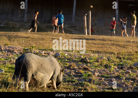 Schwein in der Front lokalen Jungs spielen Kataw hinter in der Nähe von Hongsa Laos Stockfoto