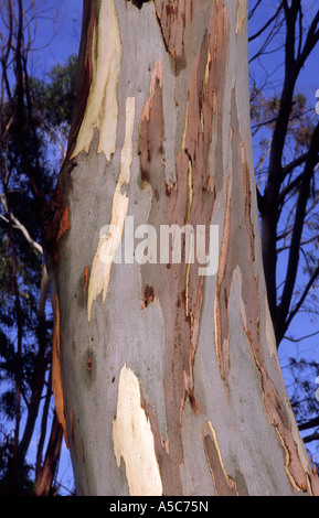 Eucaliptus Rinde Stockfoto