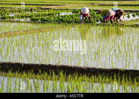 Chinesischen Bauern Pflanzen Reis in Felder Jinghong China Stockfoto