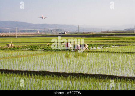 Flugzeug Landung hinter chinesischen Bauern Pflanzen Reis in Felder Jinghong China Stockfoto