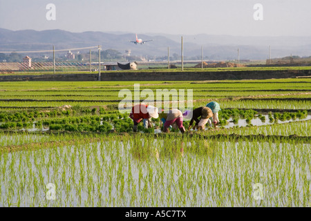 Flugzeug Landung hinter chinesischen Bauern Pflanzen Reis in Felder Jinghong China Stockfoto