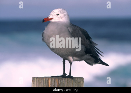 Heermann Gull Larus heermanni Stockfoto